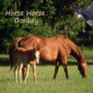  Horse Horse Donkey - Memory game for people who love horses (2010). Нажмите, чтобы увеличить.