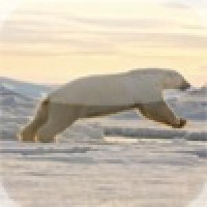  Polar Bear Leaping Slide Puzzle (2010). Нажмите, чтобы увеличить.