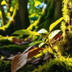 The Blessings of Mother Nature - Single. Передняя обложка. Нажмите, чтобы увеличить. The Blessings of Mother Nature - Single. Передняя обложка. Нажмите, чтобы увеличить.