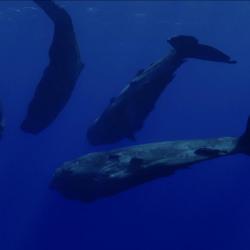 Cachalots Original Documentary Soundtrack. Передняя обложка. Нажмите, чтобы увеличить. Cachalots Original Documentary Soundtrack. Передняя обложка. Нажмите, чтобы увеличить.