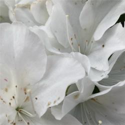 Iyahon feat. Kagamine Rin - Single. Передняя обложка. Нажмите, чтобы увеличить. Iyahon feat. Kagamine Rin - Single. Передняя обложка. Нажмите, чтобы увеличить.