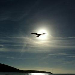 Third Eye Eagle - Single. Передняя обложка. Нажмите, чтобы увеличить. Third Eye Eagle - Single. Передняя обложка. Нажмите, чтобы увеличить.