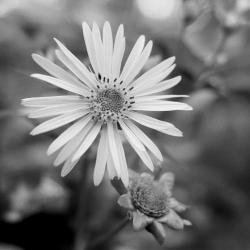 Sounds of Spring Original Motion Picture Soundtrack. Передняя обложка. Нажмите, чтобы увеличить. Sounds of Spring Original Motion Picture Soundtrack. Передняя обложка. Нажмите, чтобы увеличить.