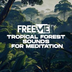 Tropical Forest Sound For Meditation. Передняя обложка. Нажмите, чтобы увеличить. Tropical Forest Sound For Meditation. Передняя обложка. Нажмите, чтобы увеличить.
