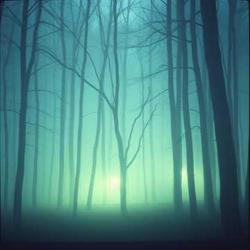 The Forest Calls to You soundtrack - Single. Передняя обложка. Нажмите, чтобы увеличить. The Forest Calls to You soundtrack - Single. Передняя обложка. Нажмите, чтобы увеличить.