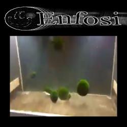 Goobab Dance - Single. Передняя обложка. Нажмите, чтобы увеличить.