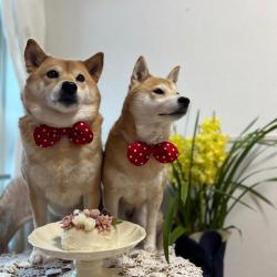 Unonon-Manbo Ran-Ver. - Single. Передняя обложка. Нажмите, чтобы увеличить. Unonon-Manbo Ran-Ver. - Single. Передняя обложка. Нажмите, чтобы увеличить.