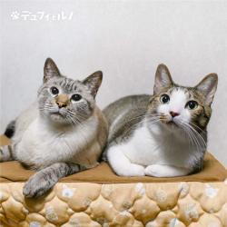 Fauvism Cat Dufy and Renoir Original Soundtrack. Передняя обложка. Нажмите, чтобы увеличить.