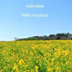 Turkish March. Передняя обложка. Нажмите, чтобы увеличить.
