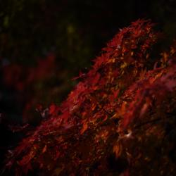 Thanks for My Body feat. RIME - Single. Передняя обложка. Нажмите, чтобы увеличить.