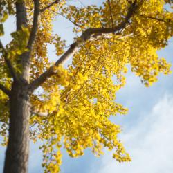 Monologue feat. RIME - Single. Передняя обложка. Нажмите, чтобы увеличить.