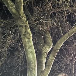 hopeful - Single. Передняя обложка. Нажмите, чтобы увеличить.