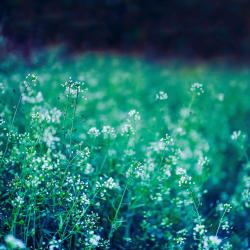 Silent Meadow - Single. Передняя обложка. Нажмите, чтобы увеличить.