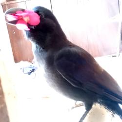 Crow's Happy Great - EP. Передняя обложка. Нажмите, чтобы увеличить.