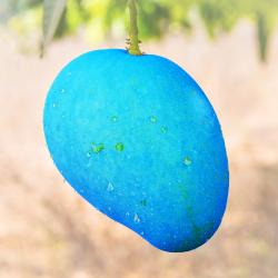 Blue Fruit feat. HATSUNE MIKU - Single. Передняя обложка. Нажмите, чтобы увеличить.