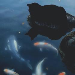 soothing emotions - Single. Передняя обложка. Нажмите, чтобы увеличить.