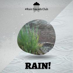 RAIN! Music for Calming Down. Передняя обложка. Нажмите, чтобы увеличить. RAIN! Music for Calming Down. Передняя обложка. Нажмите, чтобы увеличить.