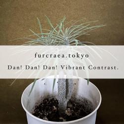 Dan! Dan! Dan! Vibrant Contrast - EP. Передняя обложка. Нажмите, чтобы увеличить.
